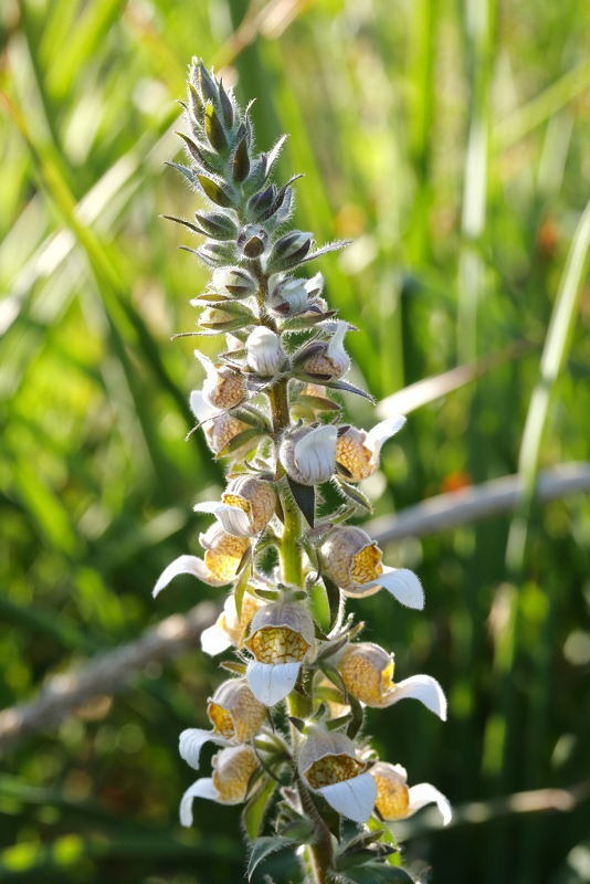 Digitalis lanata