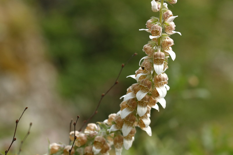 Digitalis lanata, Bulgarije Plovdiv