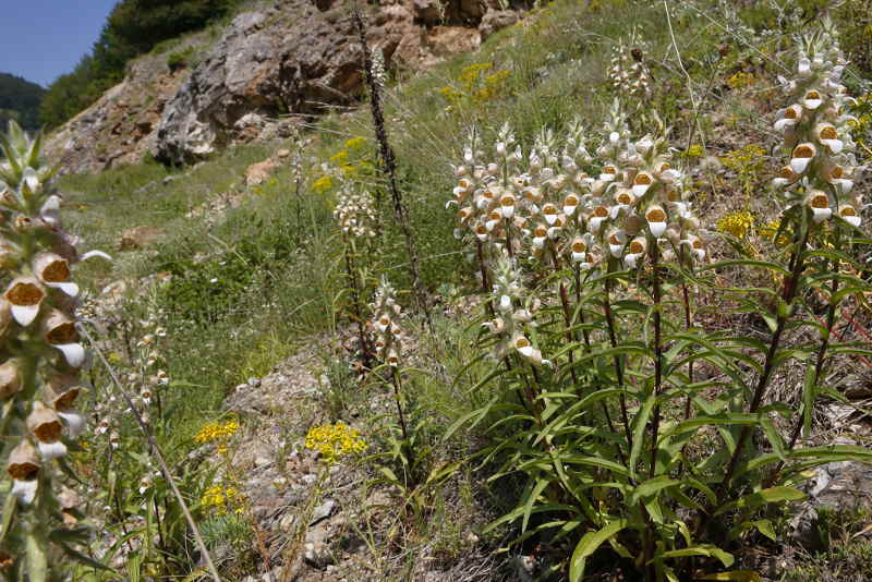 Digitalis lanata, Bulgarije Plovdiv