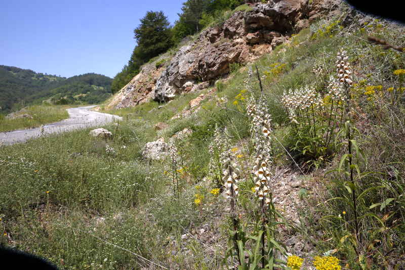 Digitalis lanata, Bulgarije Plovdiv