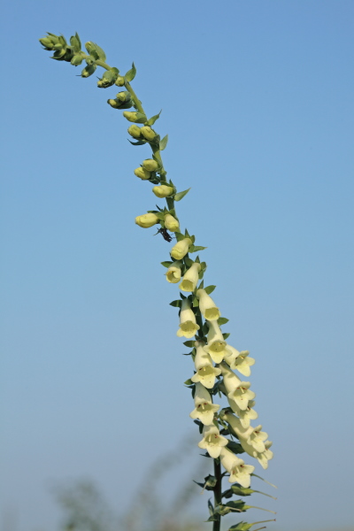 lutea