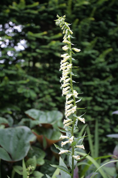 lutea