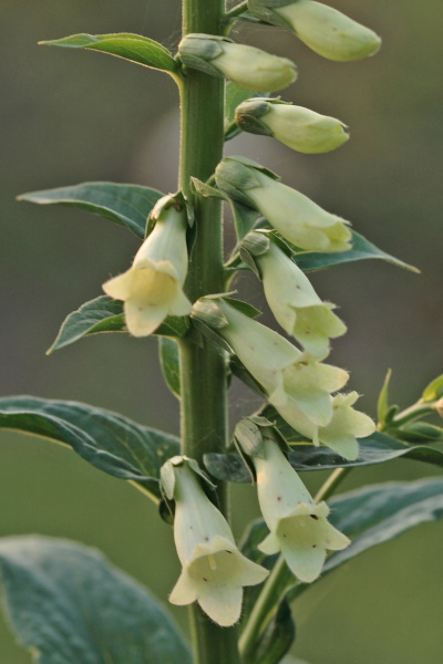 lutea