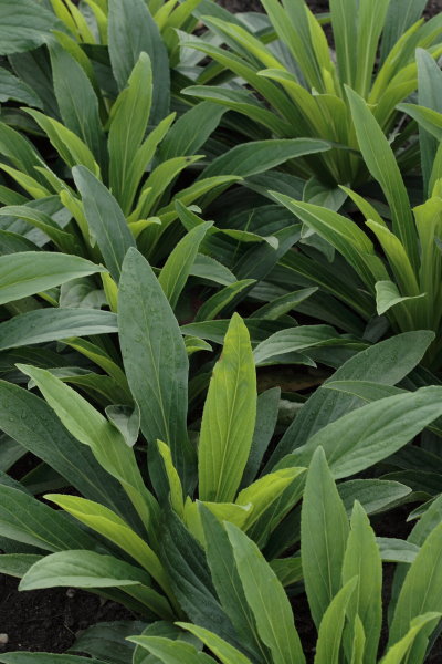 lutea rozetten