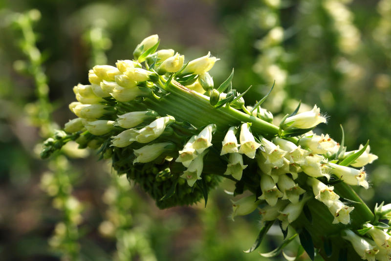 Bandvorming bij Digitalis lutea