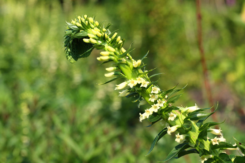 Bandvorming bij Digitalis lutea