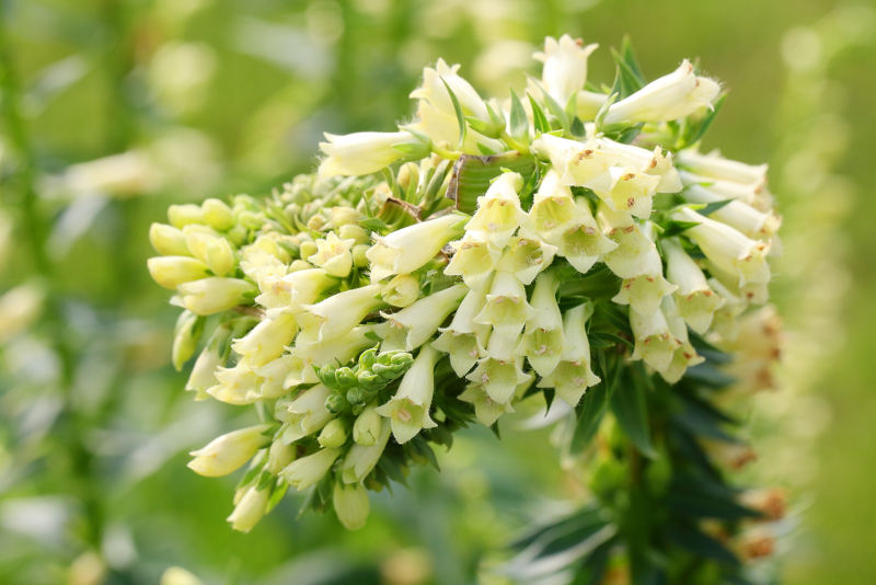 Bandvorming bij Digitalis lutea