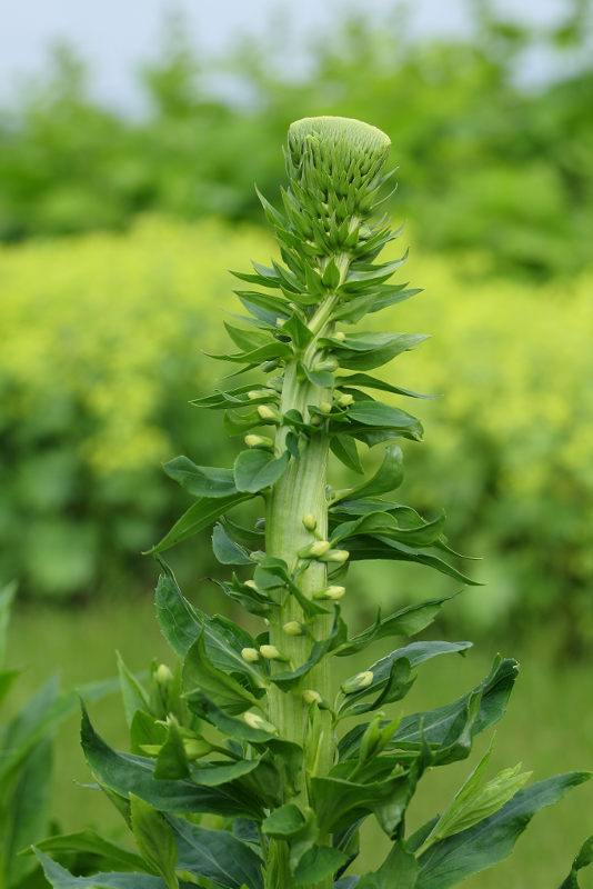 Bandvorming bij Digitalis lutea