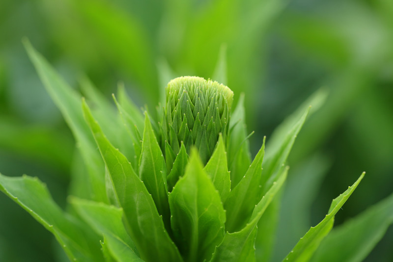 Bandvorming bij Digitalis lutea