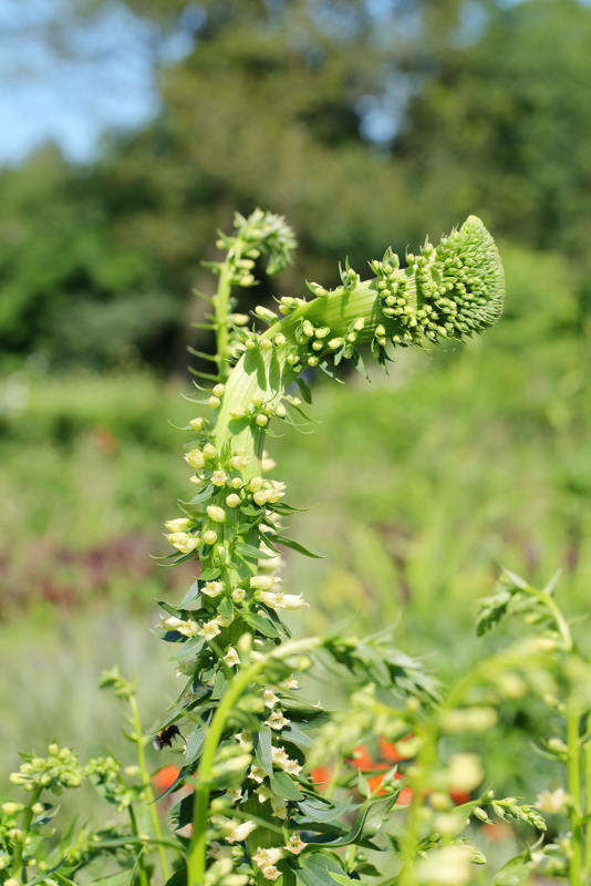 Bandvorming bij Digitalis lutea