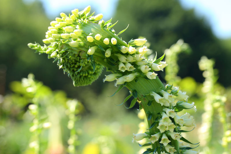 Bandvorming bij Digitalis lutea