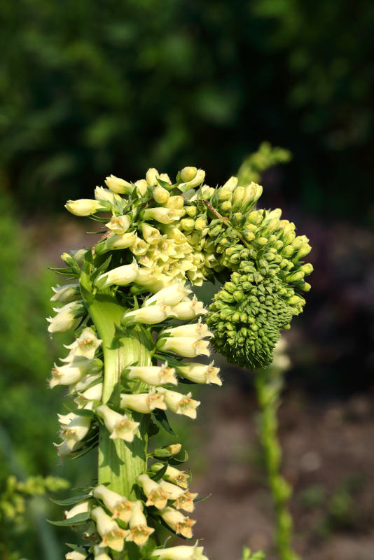 Bandvorming bij Digitalis lutea