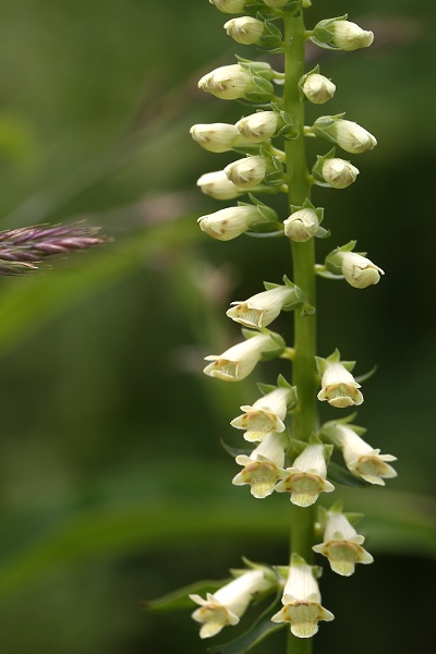 lutea australis