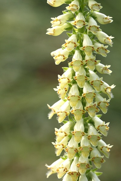 lutea australis