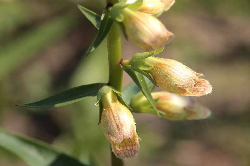 Digitalis nervosa