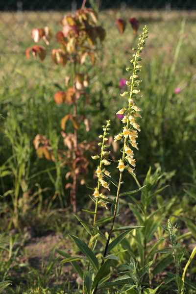 Digitalis nervosa