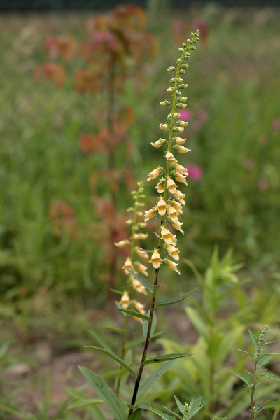 Digitalis nervosa
