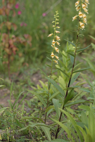 Digitalis nervosa