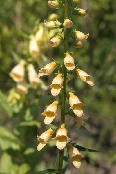 Digitalis nervosa