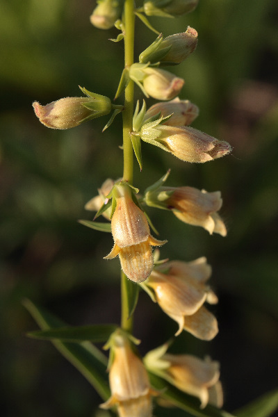 Digitalis nervosa