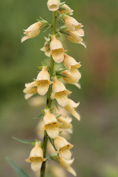 Digitalis nervosa