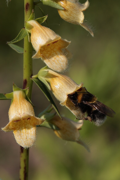 Digitalis nervosa