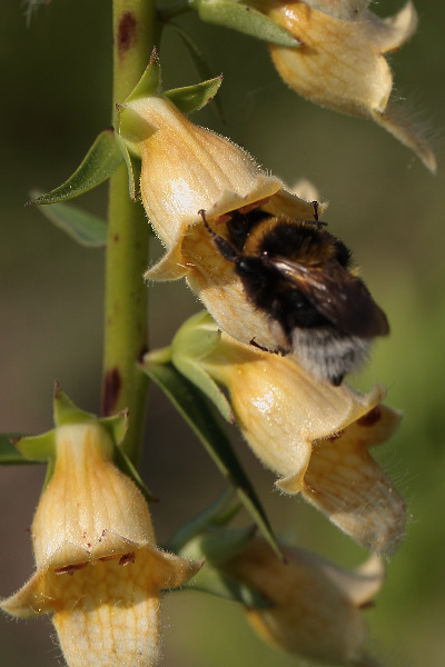 Digitalis nervosa