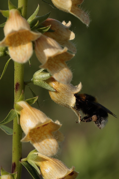 Digitalis nervosa