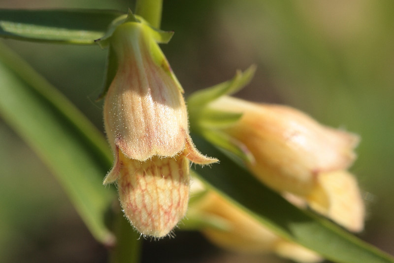 Digitalis nervosa