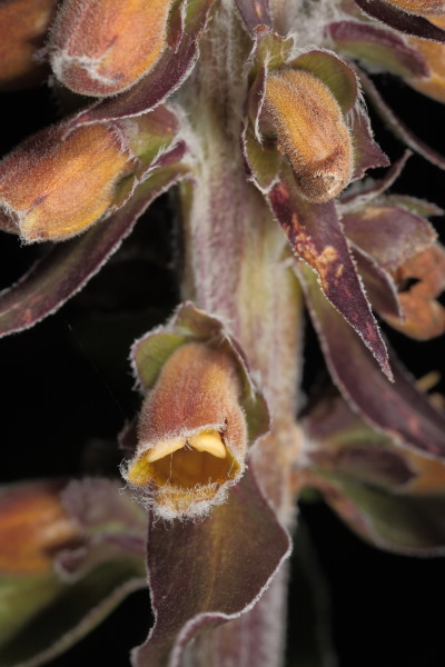 Digitalis parviflora