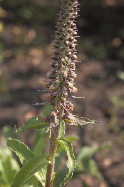 Digitalis parviflora