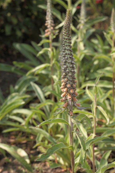 Digitalis parviflora