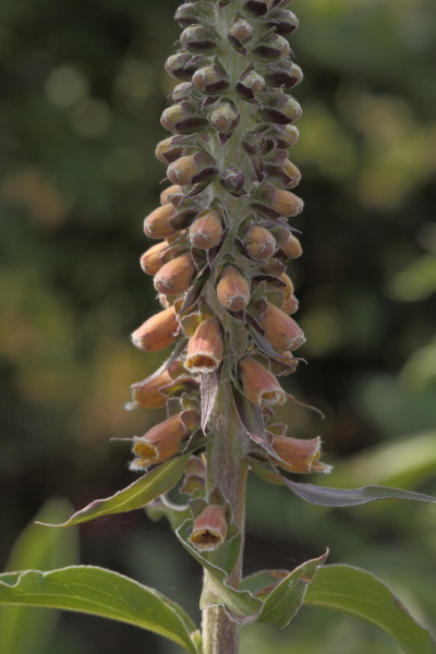 Digitalis parviflora