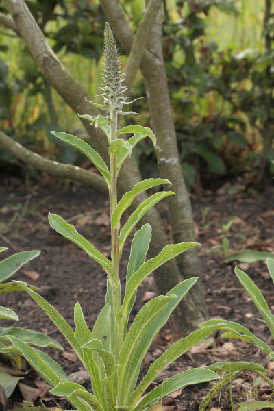Digitalis parviflora