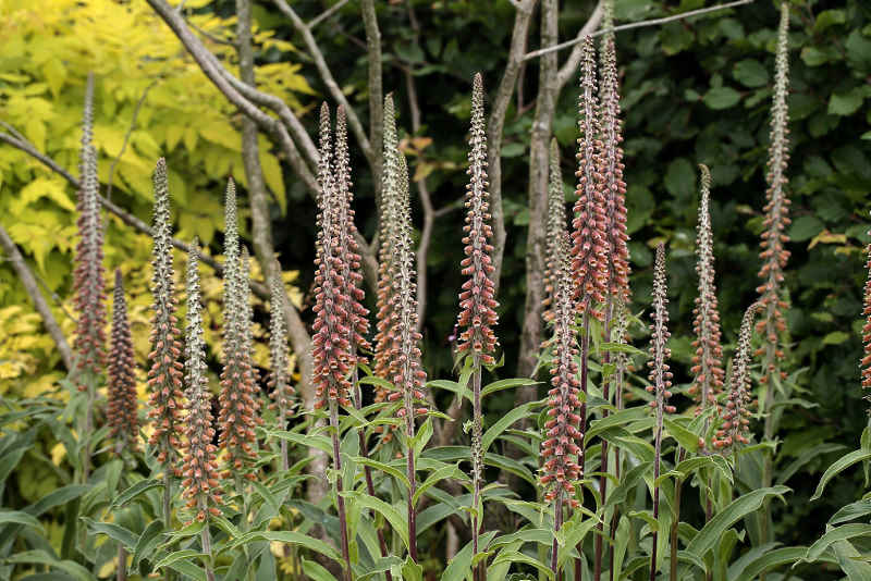 Digitalis parviflora