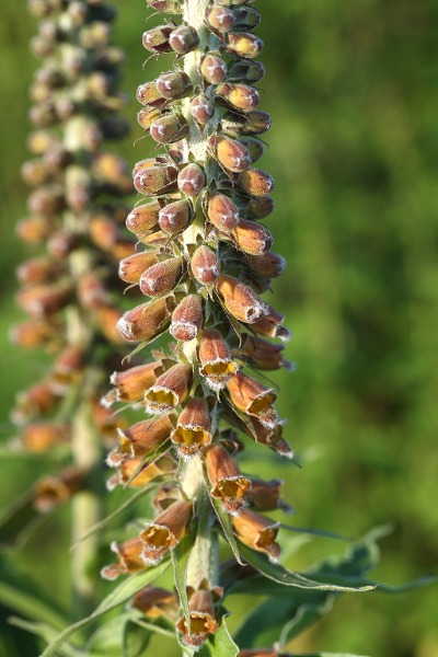 Digitalis parviflora