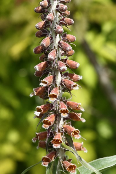 Digitalis parviflora