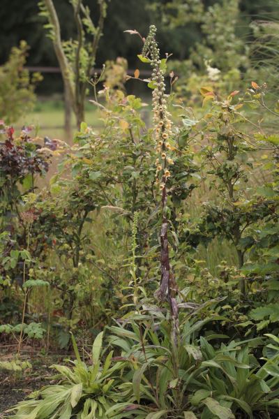 Digitalis stewartii