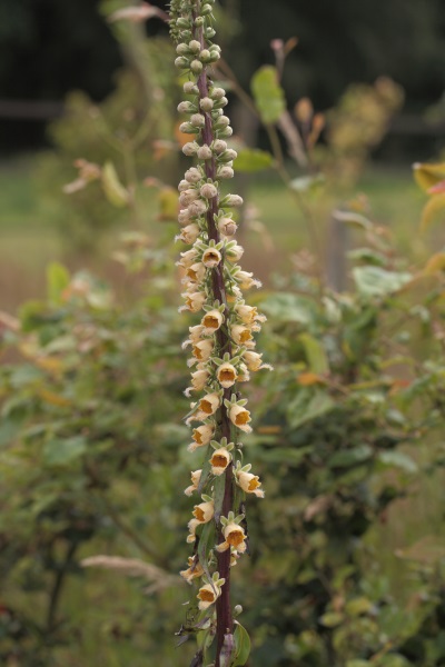 Digitalis stewartii