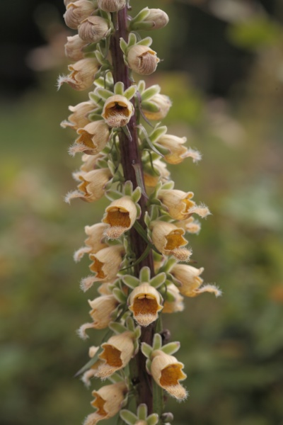 Digitalis stewartii