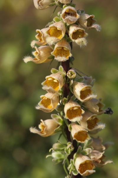 Digitalis stewartii