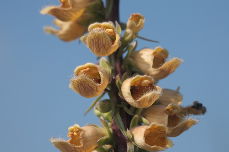 Digitalis stewartii