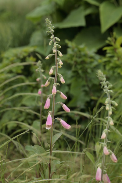Digitalis thapsi