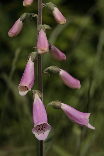 Digitalis thapsi