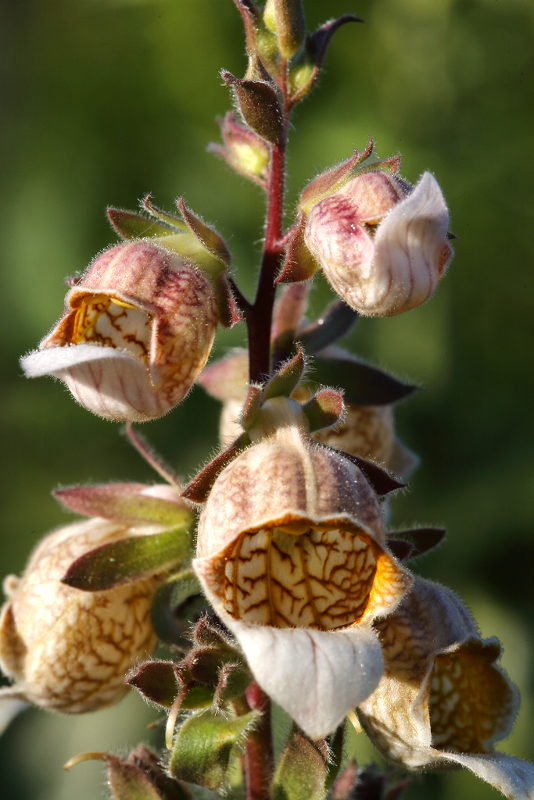 Digitalis trojana