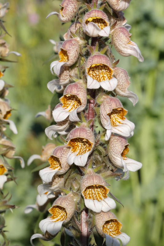 Digitalis trojana met afwijkende lip