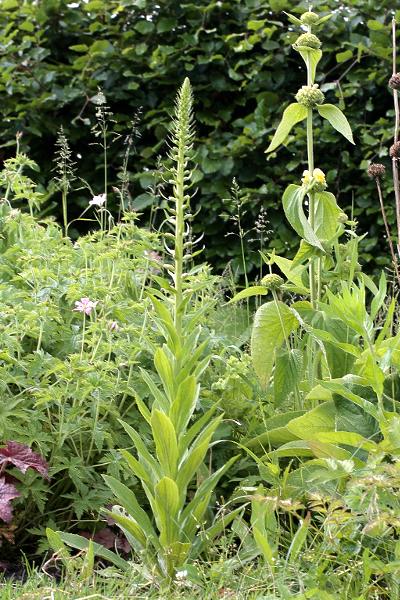 Digitalis viridiflora