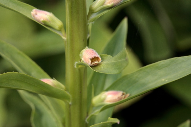 Digitalis viridiflora