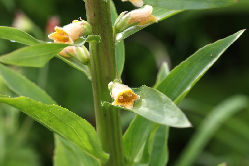 Digitalis viridiflora
