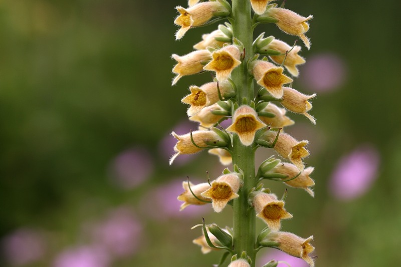 Digitalis viridiflora